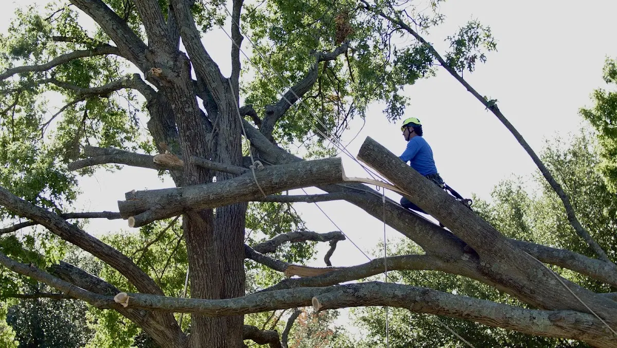 Professional Hazardous Tree Removal performed by certified arborists in Elwin
